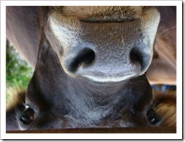 COW!!   (image by fbello on Stock.Xchng)