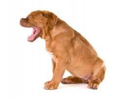 Puppy Yawn!!