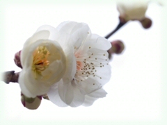  Image by hirekatsu on Stock.Xchng, who says these blossoms are Japanese Apricot, or "Ume" in Japan and fortell the coming of spring.